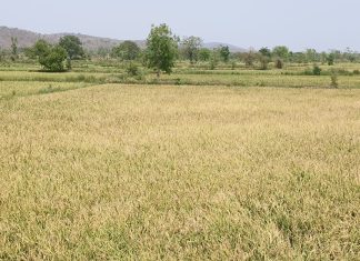 उन्हाळी धान पीक संकटात