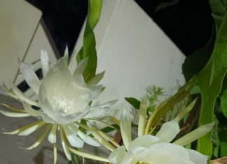 सुनिता नरेंद्र देशकर यांच्या घरी फुलले ब्रह्मकमळ-वर्षातून एकदाच फुलते दुर्मीळ पवित्र ब्रम्हकमळ फुल – ते फक्त एकच रात्र टिकते.