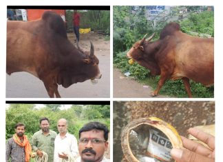 नंदीच्या जबड्यात फसलेला लोखंडी डब्बा काढण्यात एकनिष्ठा गौ सेवकांना यश