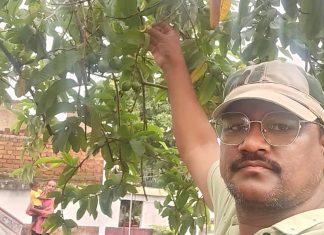 वृक्ष संवर्धनाकरीता वनकर कुटुंबीयांचा पुढाकार-बांधकामात येणाऱ्या जांबाच्या वृक्षाला वाचवले