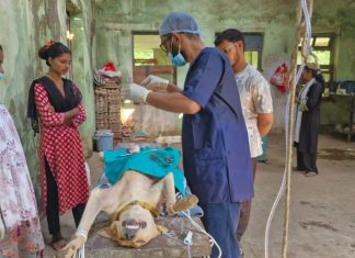 आपुलकी फाउंडेशनच्या स्टरलायझेशन कॅम्पला उत्स्फूर्त प्रतिसाद