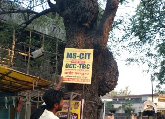 नगर परिषद मुख्याधिकारी ॲक्शन मोडवर- झाडांवरील बॅनर प्लेक्स हटवले!