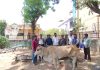 मोकाट गायीवर यशस्वी उपचार; नागरिक व पशुवैद्यकीय विभागाची तत्पर मदत