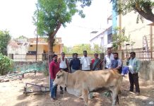 मोकाट गायीवर यशस्वी उपचार; नागरिक व पशुवैद्यकीय विभागाची तत्पर मदत