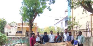 मोकाट गायीवर यशस्वी उपचार; नागरिक व पशुवैद्यकीय विभागाची तत्पर मदत