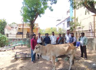 मोकाट गायीवर यशस्वी उपचार; नागरिक व पशुवैद्यकीय विभागाची तत्पर मदत
