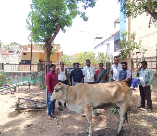 मोकाट गायीवर यशस्वी उपचार; नागरिक व पशुवैद्यकीय विभागाची तत्पर मदत